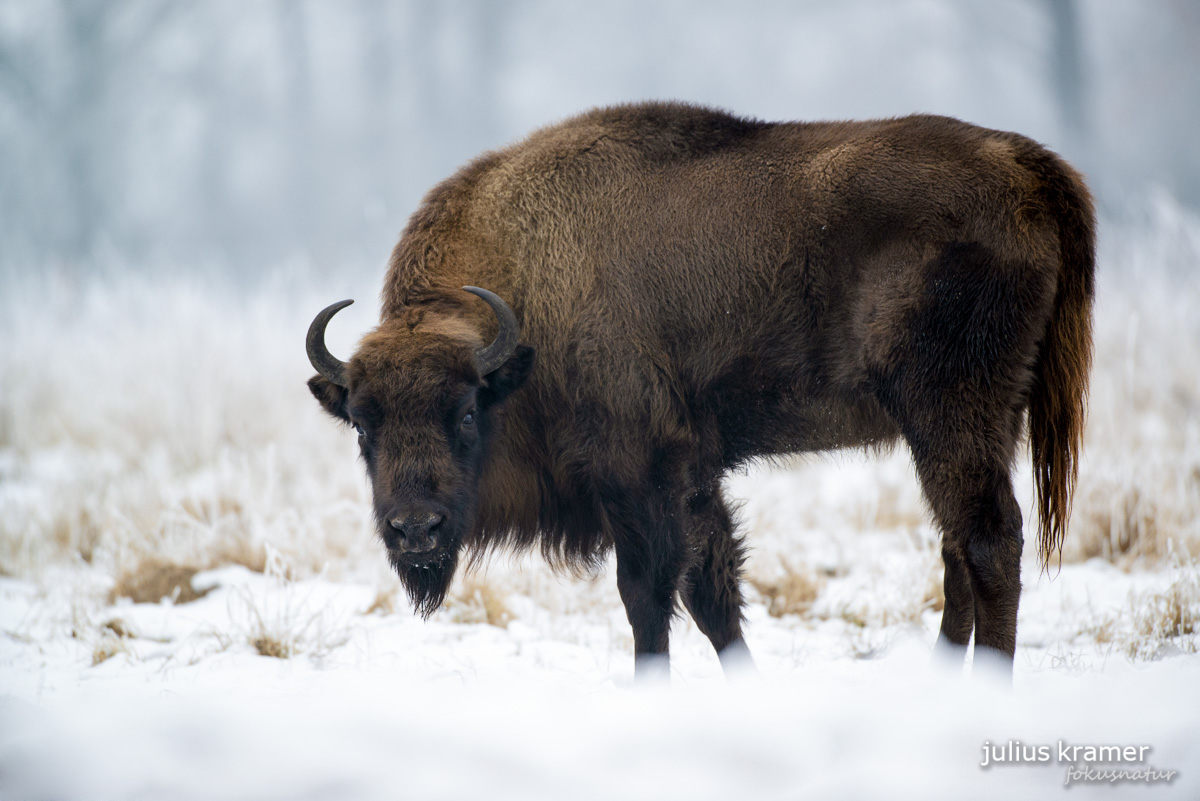 Wisent (Bison bonasus)