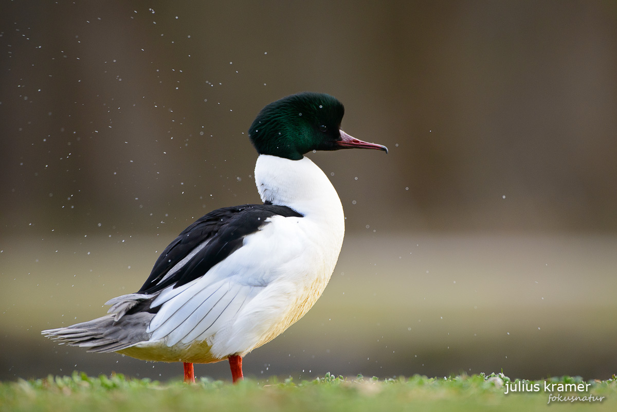 Gänsesäger (Mergus merganser)