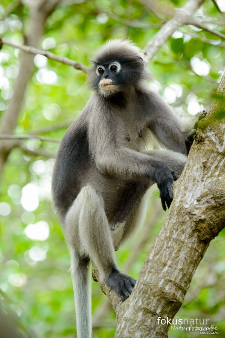 Südlicher Brillenlangur (Trachypithecus obscurus)