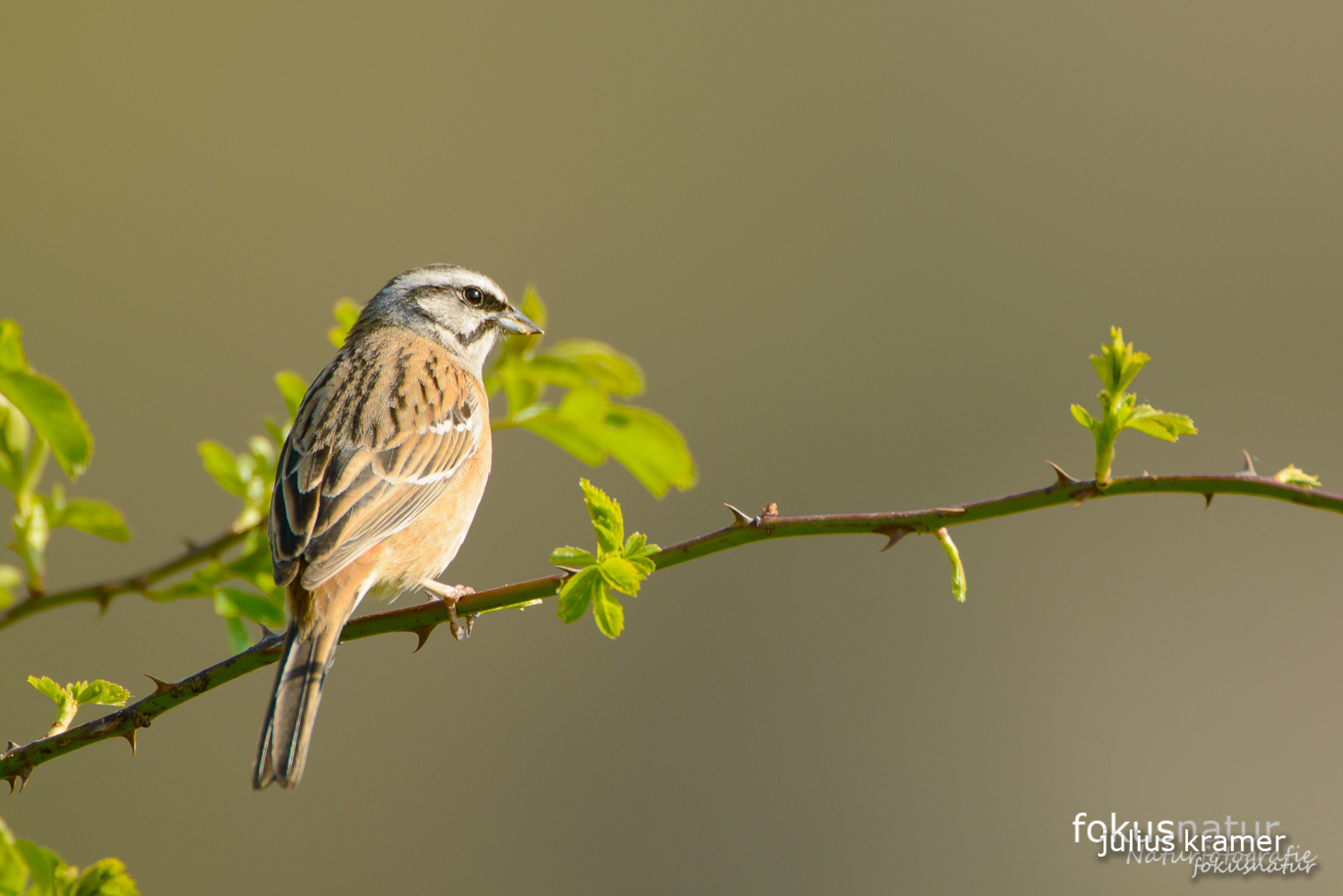 Zippammer (Emberiza cia)