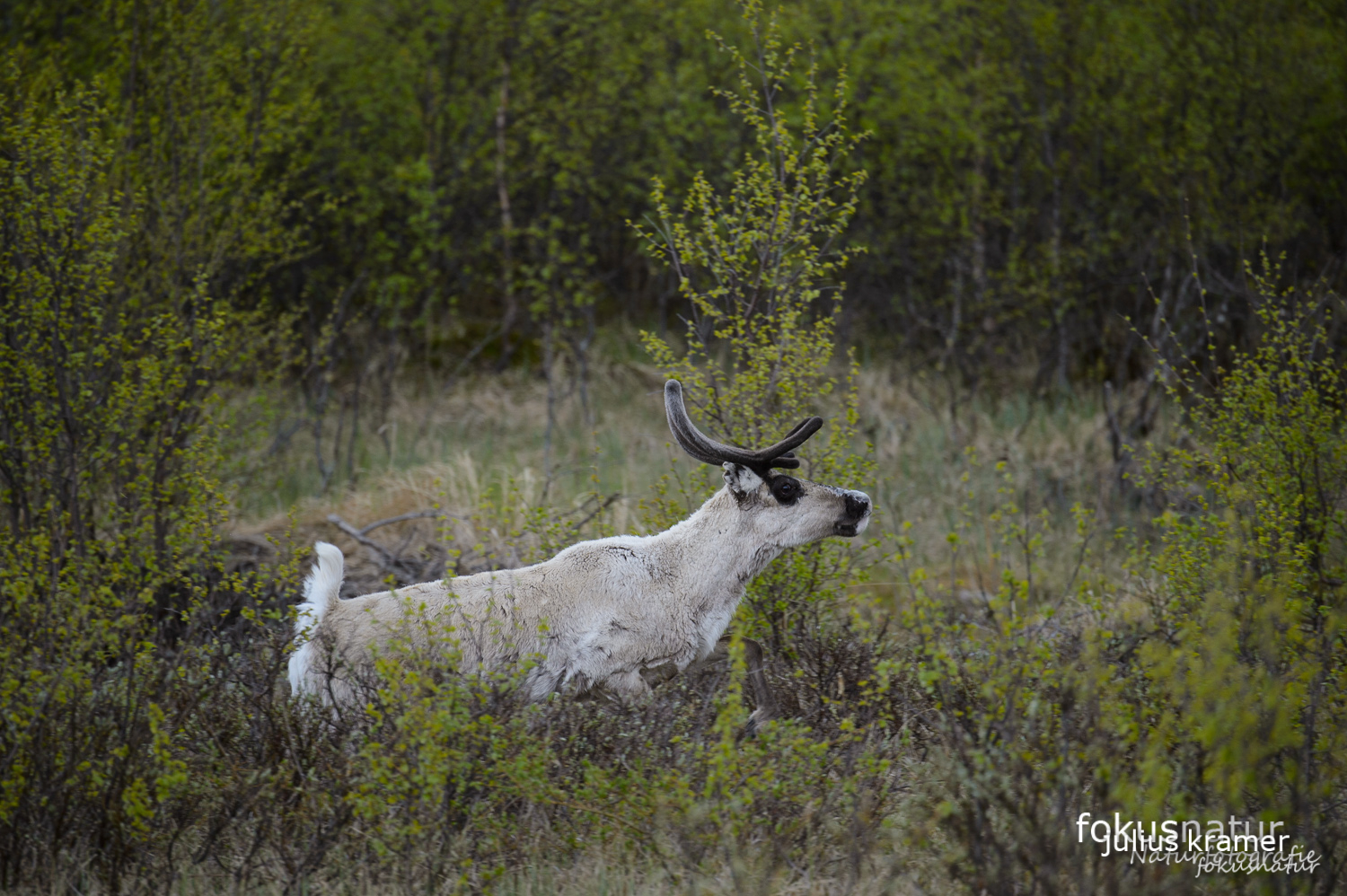 Rentier (Rangifer tarandus)