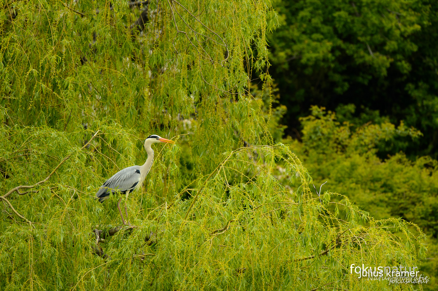 Graureiher (Ardea cinerea) in der Kolonie