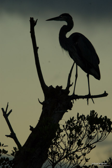 Kanadareiher (Ardea herodias)