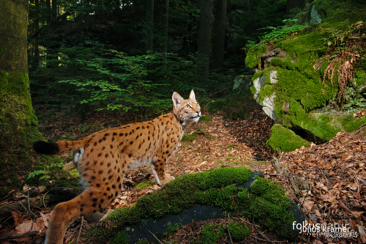 Luchs im Bayerischen Wald