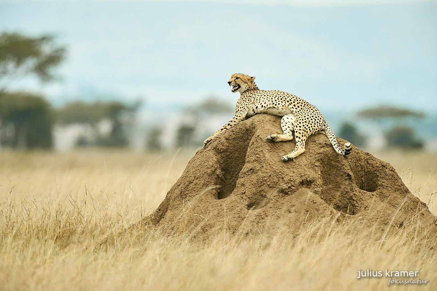 Gepard in der Savanne