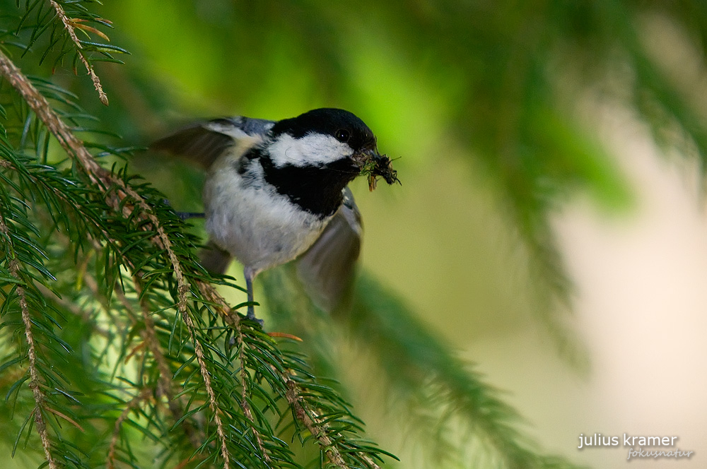 Tannenmeise (Parus ater)