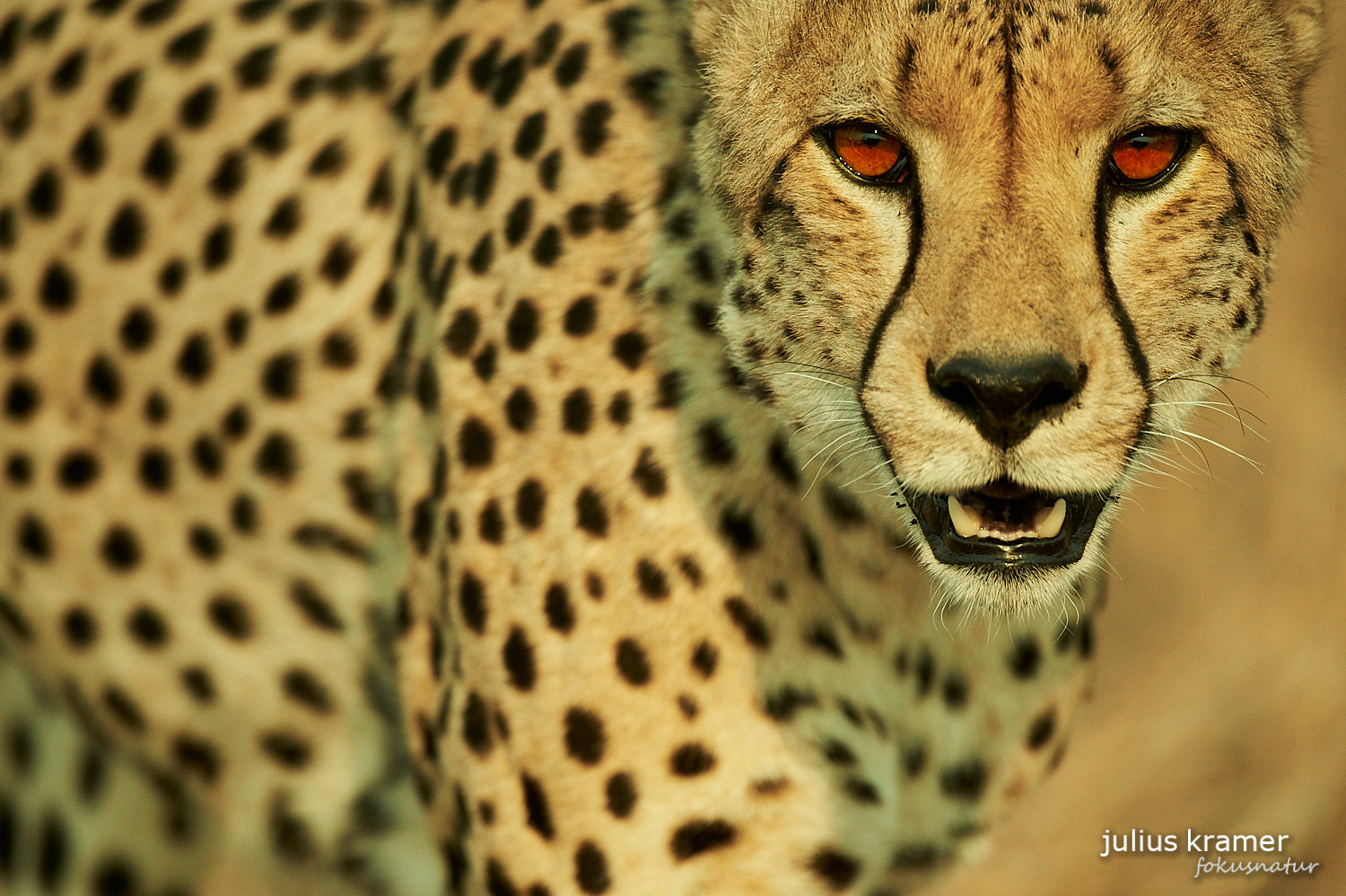 Gepard (Acinonyx jubatus)