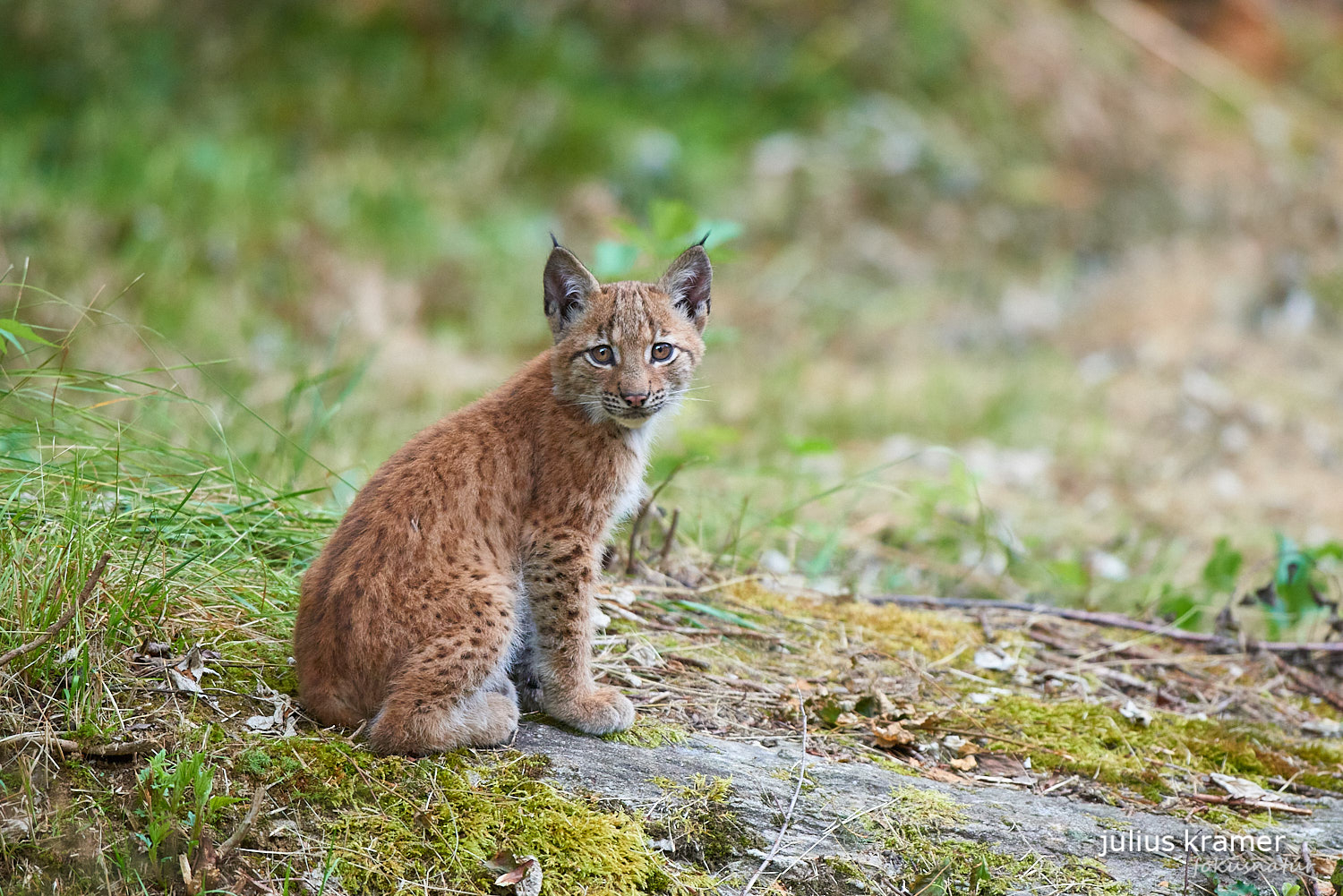 Jungluchs (Lynx lynx)