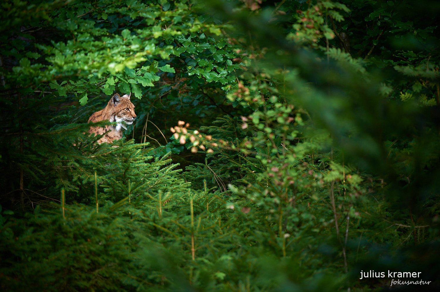 Eurasischer Luchs (Lynx lynx)