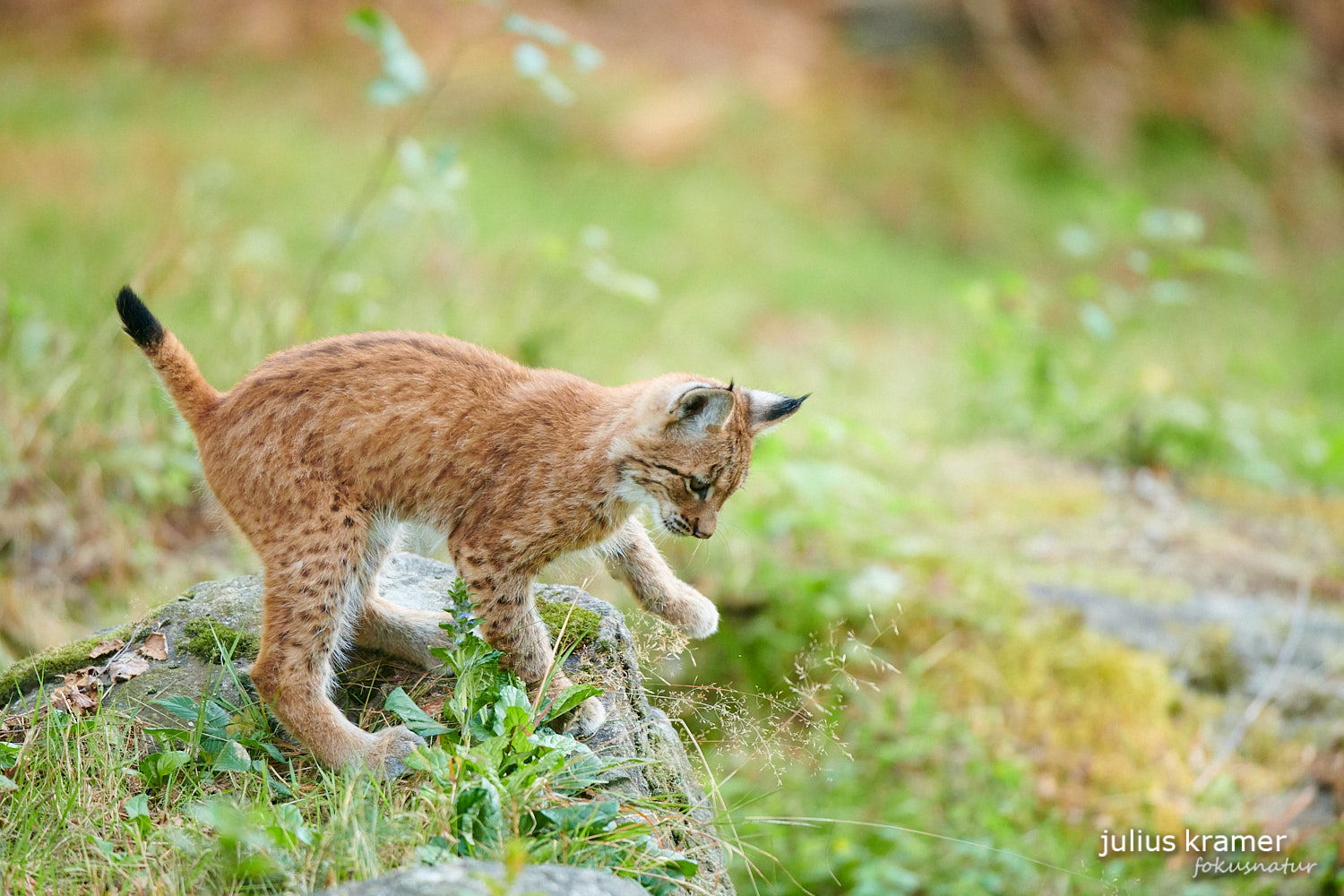 Jungluchs (Lynx lynx)