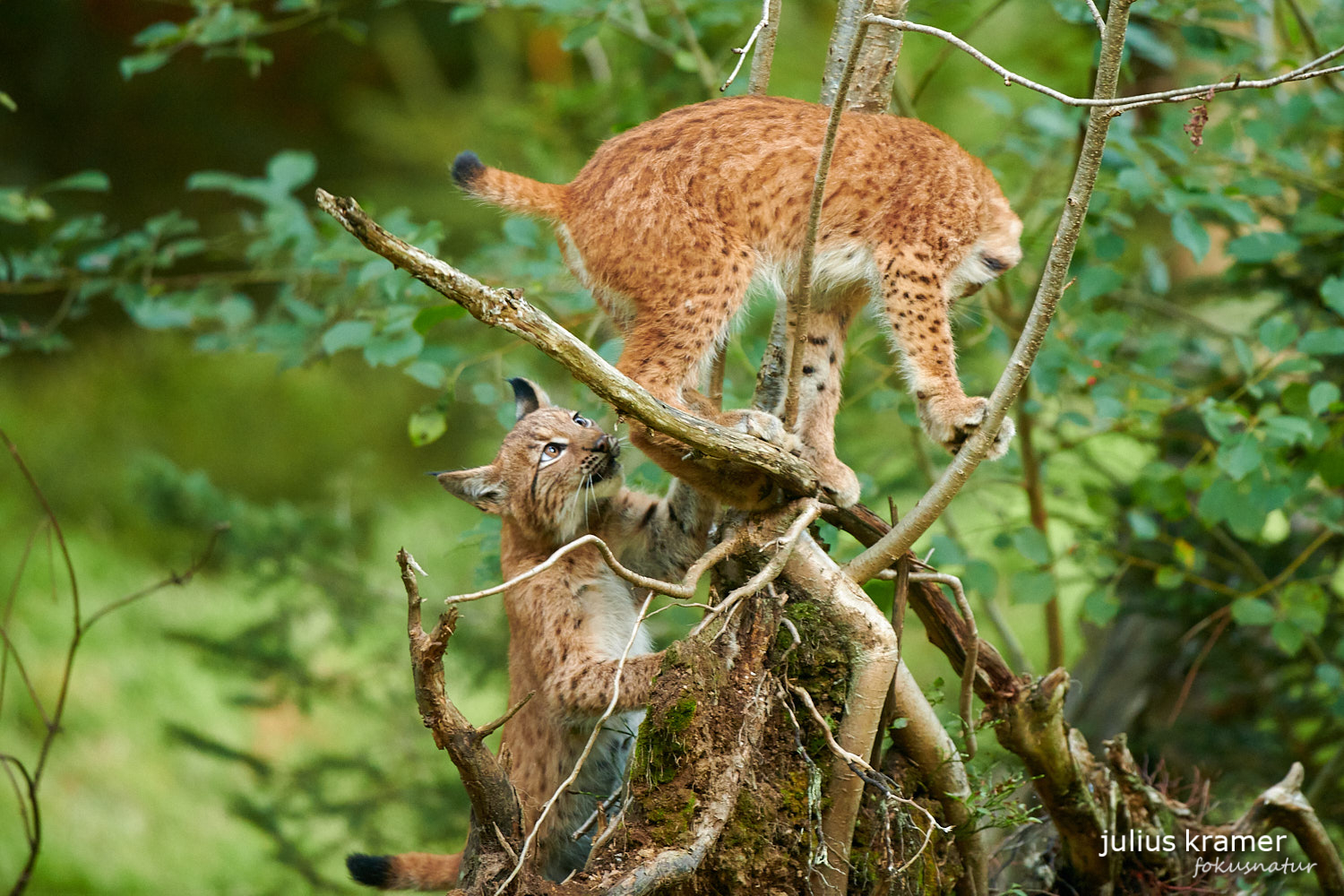 Jungluchse (Lynx lynx)