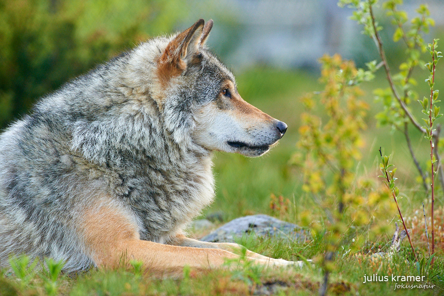 Europäischer Wolf (Canis lupus)