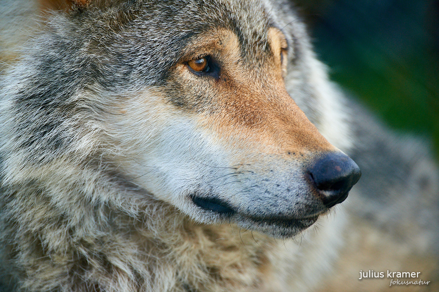 Europäischer Wolf (Canis lupus)