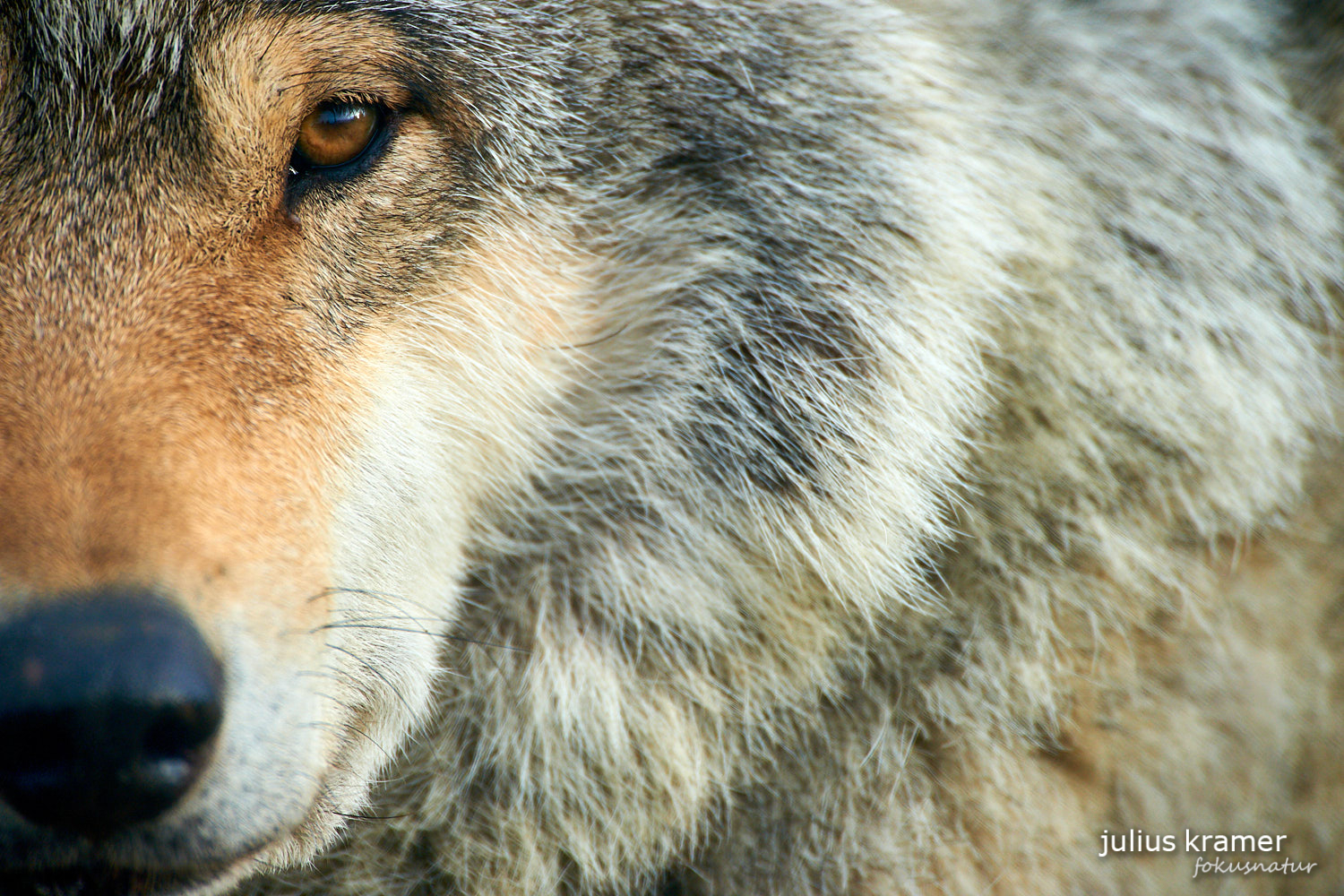 Europäischer Wolf (Canis lupus)