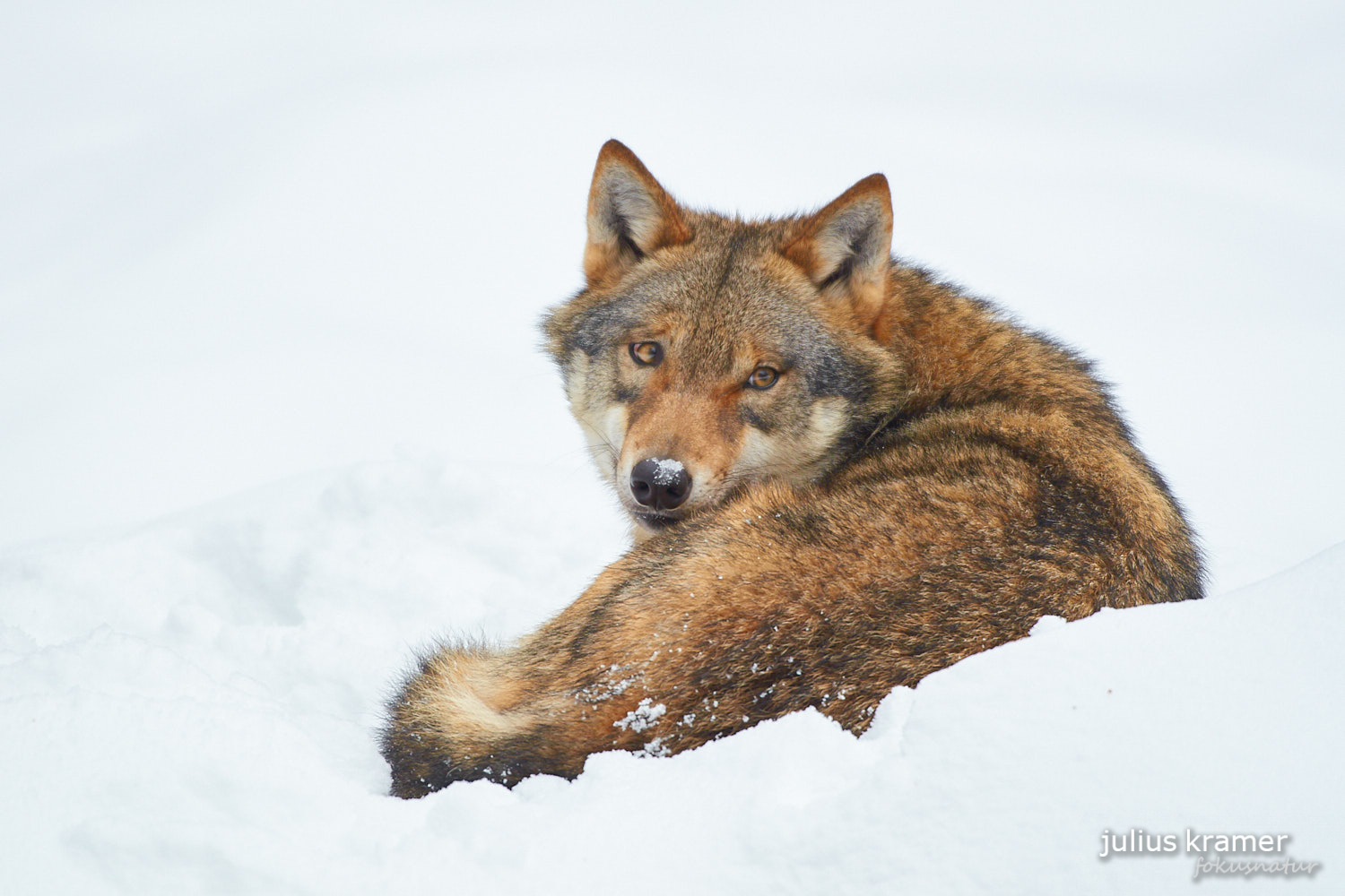 Europäischer Wolf (Canis lupus)