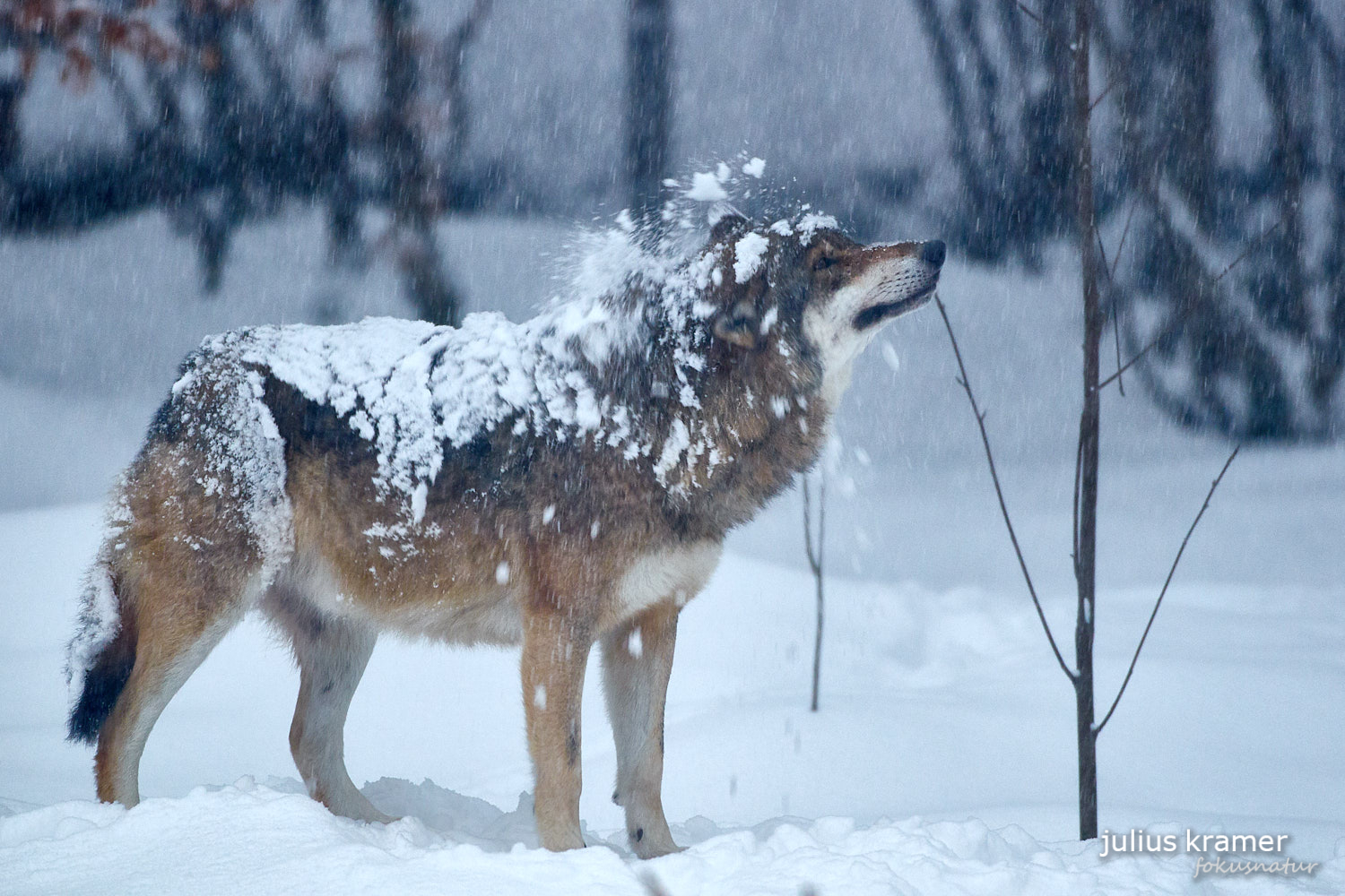 Europäischer Wolf (Canis lupus)