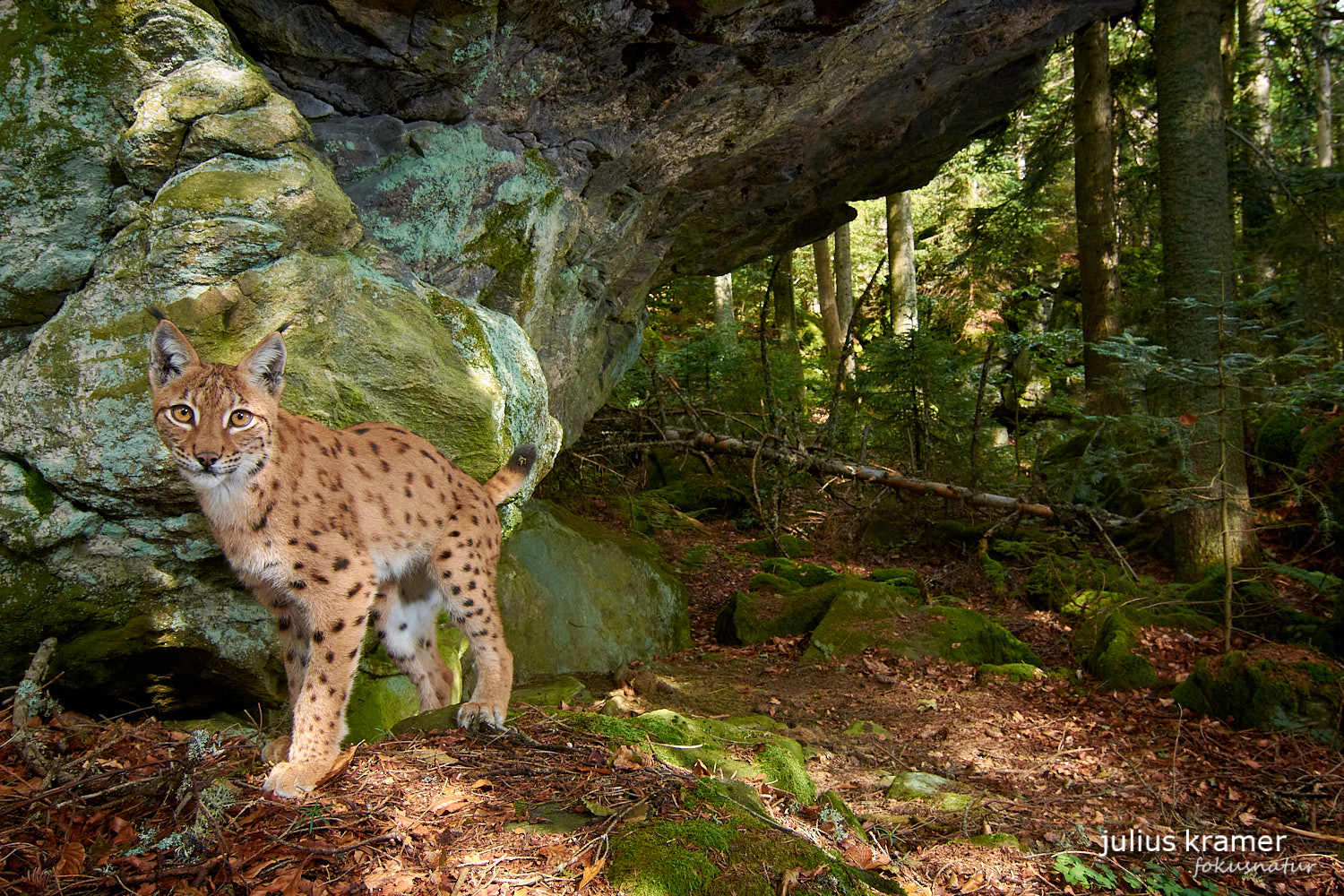 Luchs (Lynx lynx)