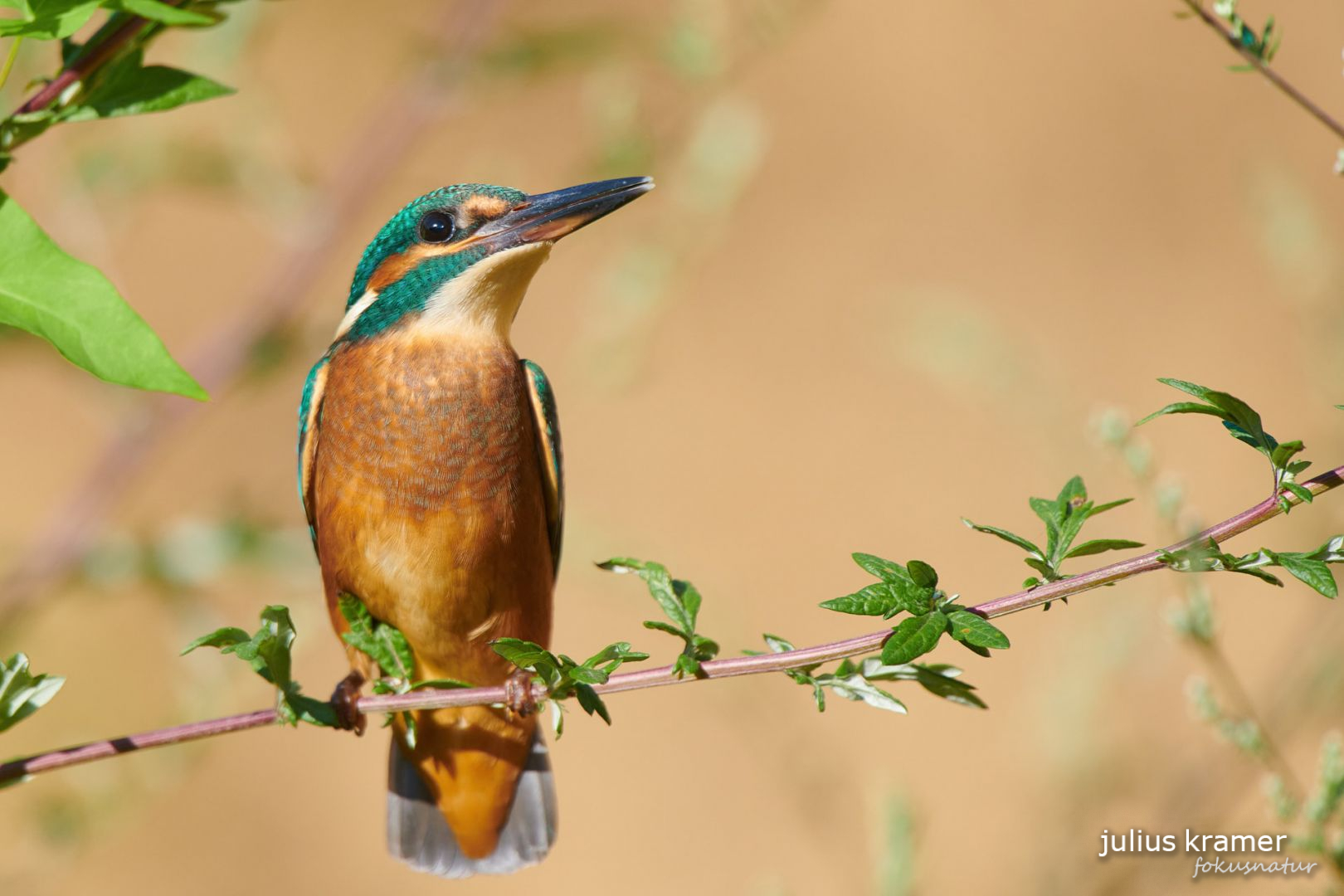 Eisvogel (Alcedo atthis)