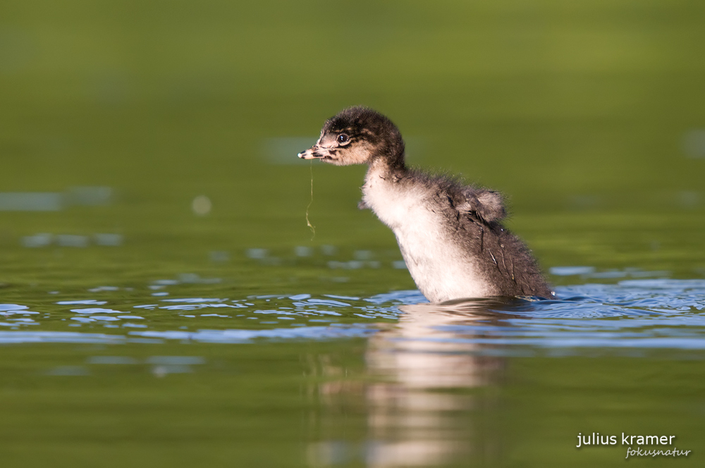 Junger Schwarzhalstaucher (Podiceps nigricollis)