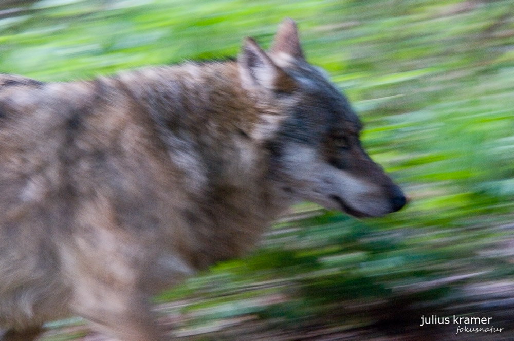 Europäischer Wolf (Canis lupus europaeus) - C