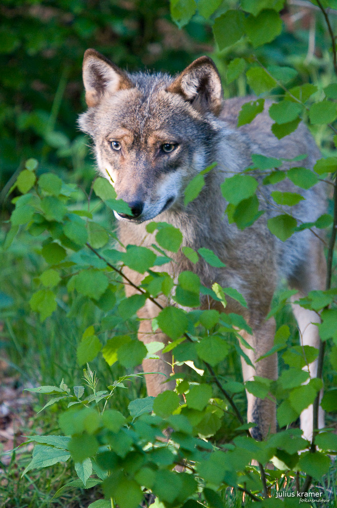 Europäischer Wolf (Canis lupus europaeus) - C