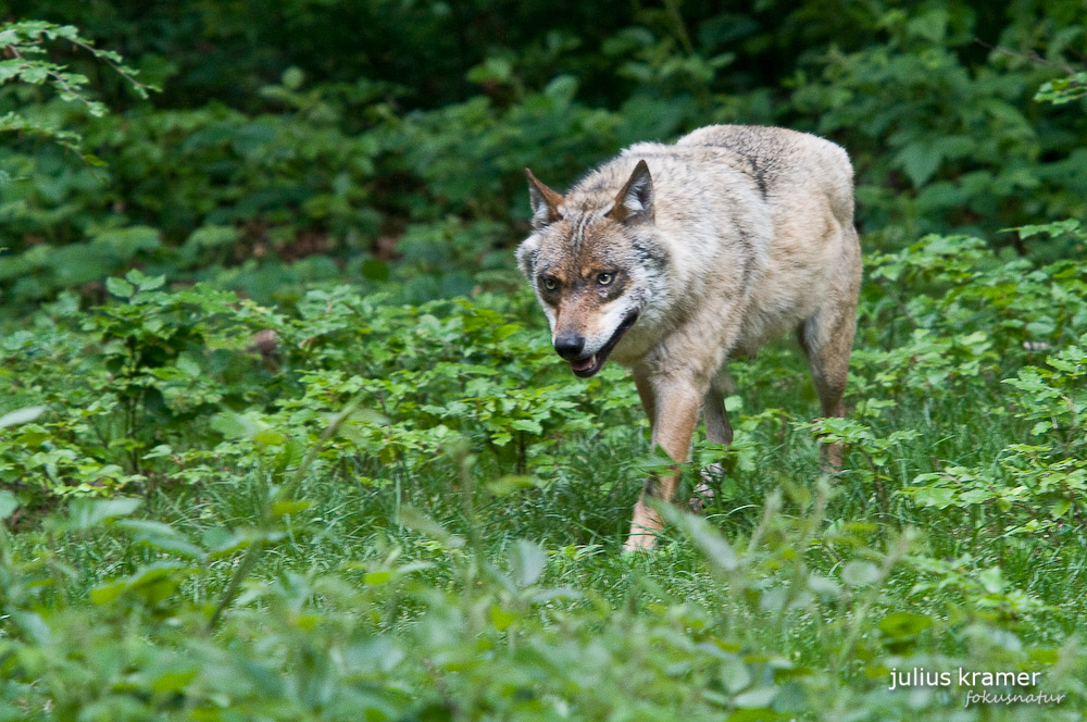 Europäischer Wolf (Canis lupus europaeus) - C