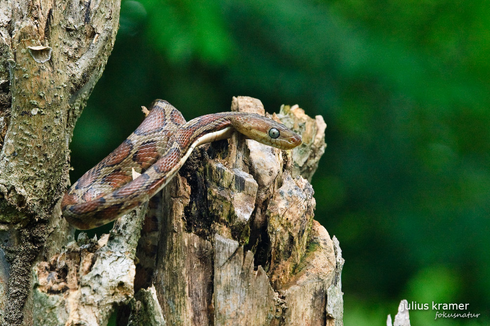 Kletternatter (Pseudoelaphe flavirufa)