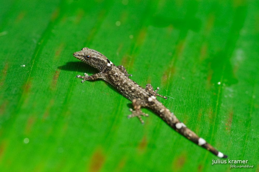 Sphaerodactylus millepunctatus