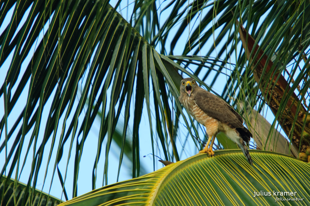 Weiblicher Wegebussard (Buteo magnirostris griseocauda)