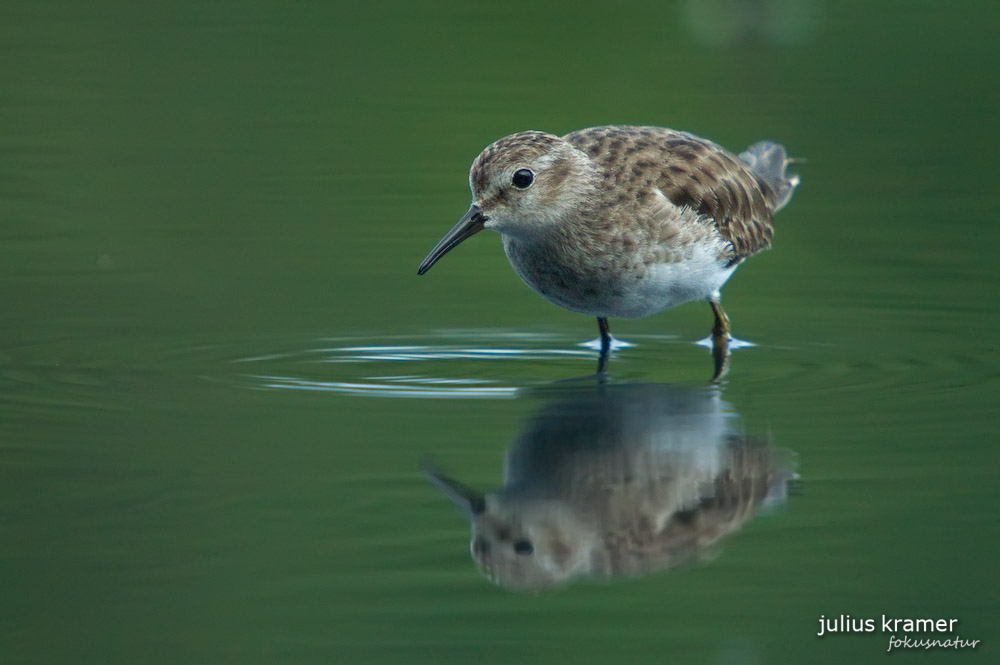 Wiesenstrandläufer (Calidris minutilla)