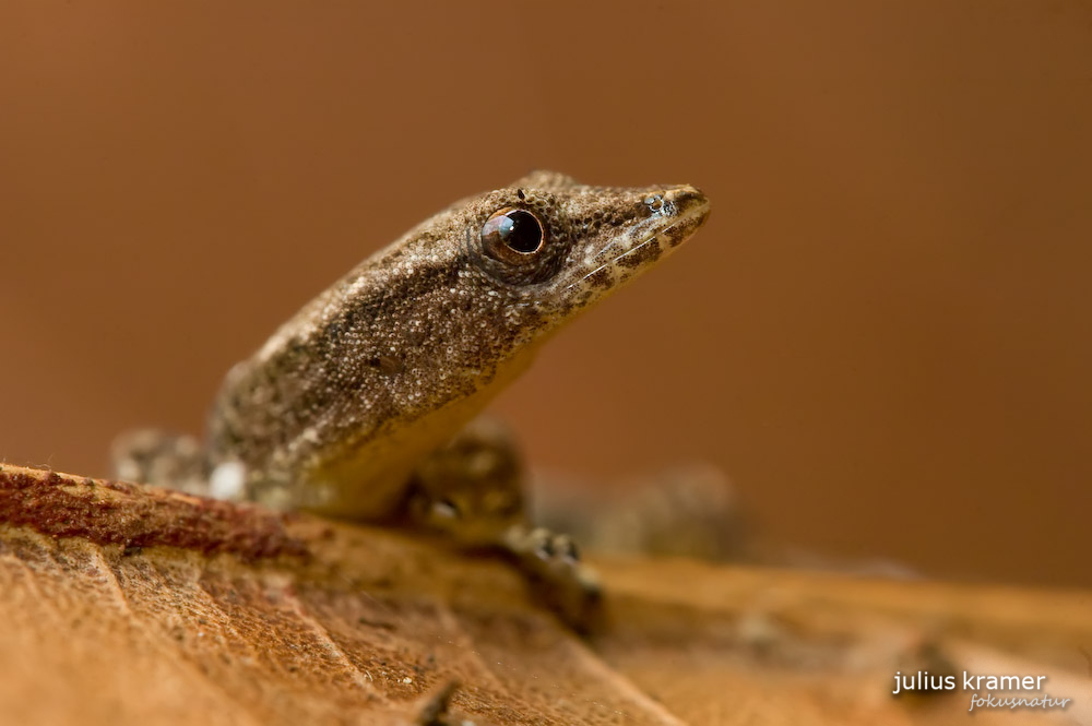 Sphaerodactylus millepunctatus