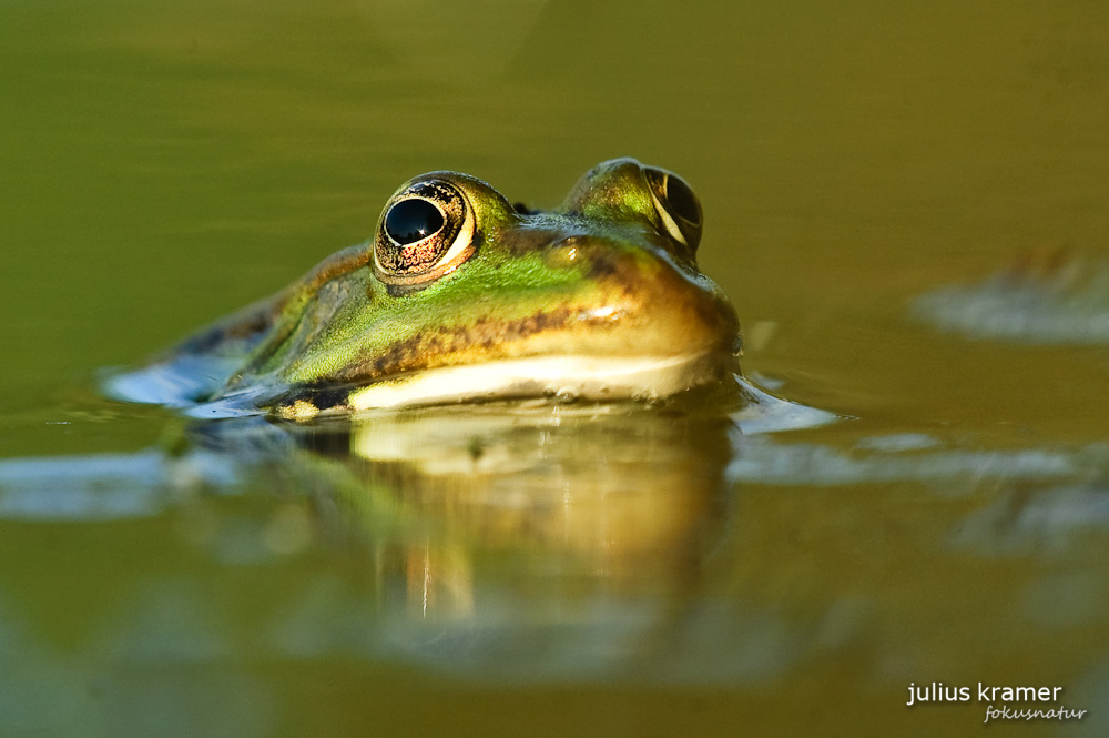 Wasserfrosch (Rana esculenta)