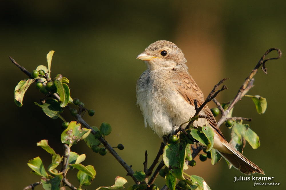 Junger Neuntöter (Lanius collurio)