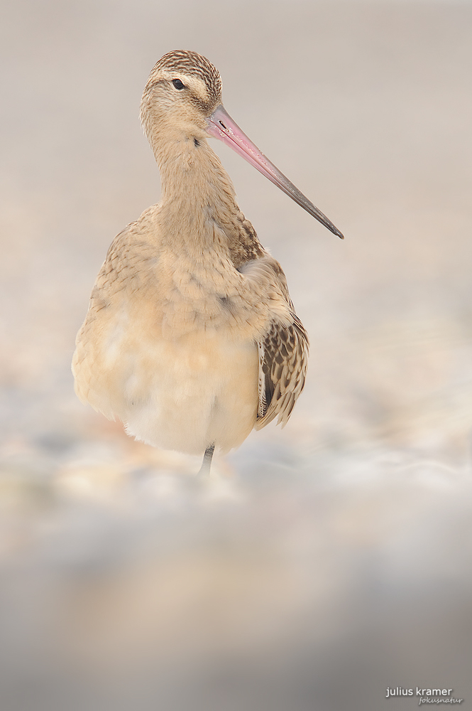 Pfuhlschnepfe (Limosa lapponica)