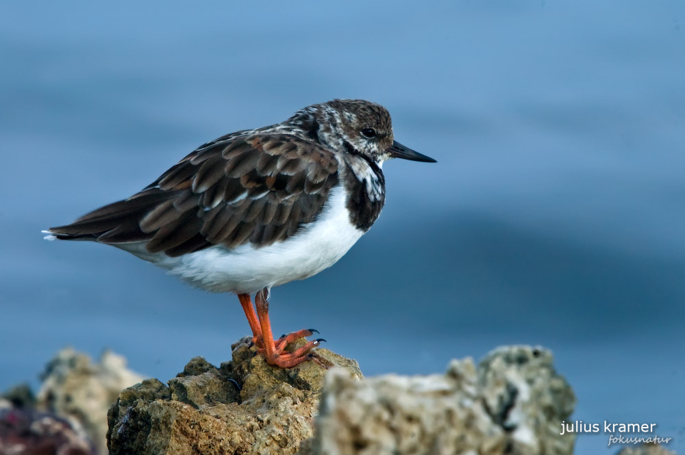 Steinwälzer (Arenaria interpres)