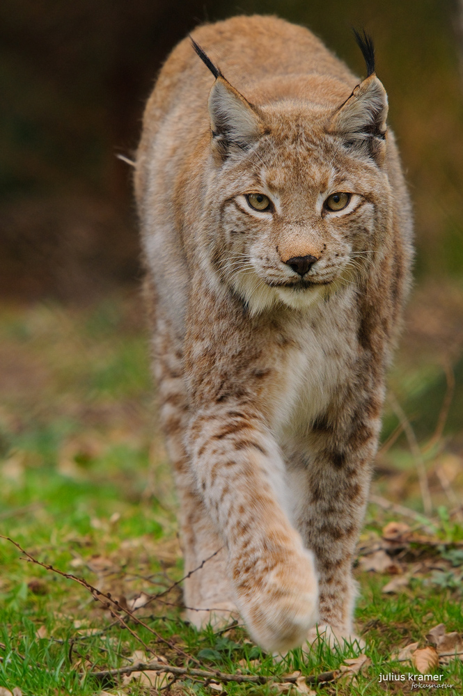 Luchs (Lynx lynx)