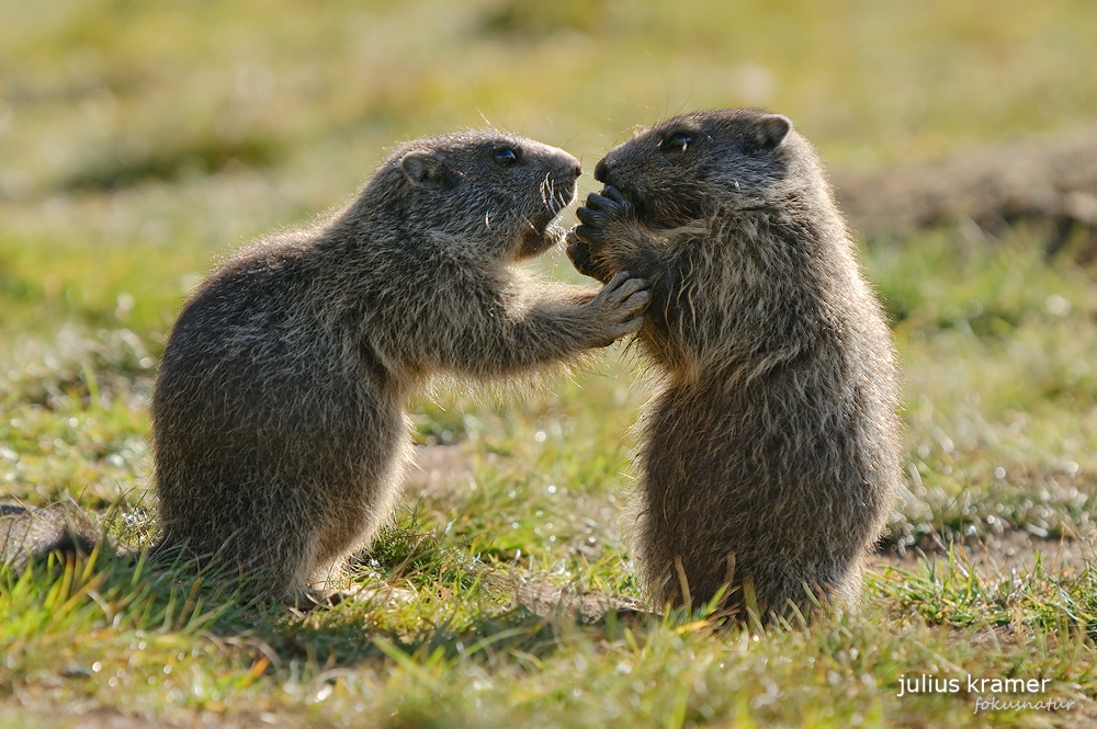 Murmeltier (Marmota marmota)