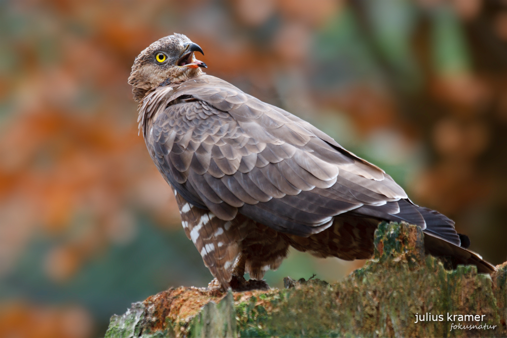 Wespenbussard (Pernis apivorus)