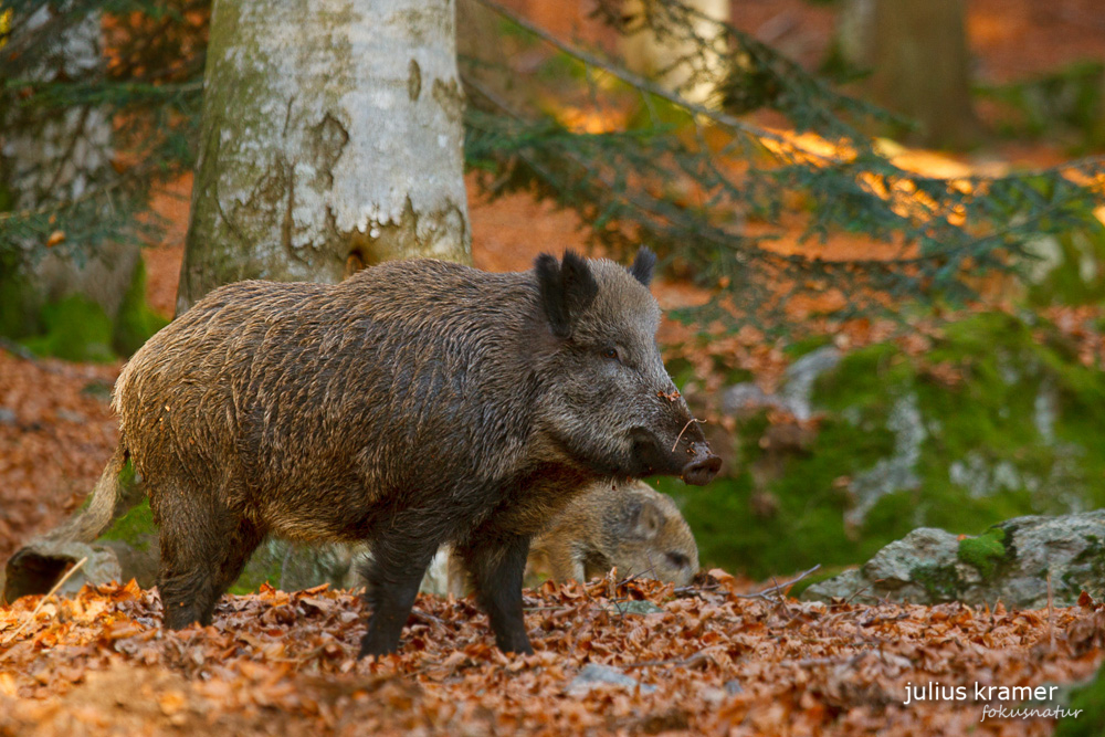 Wildschwein (Sus scrofa)