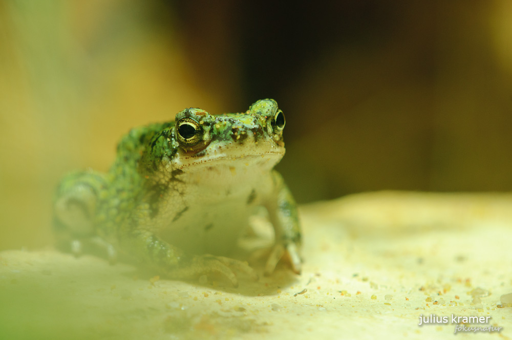 Bufo debilis