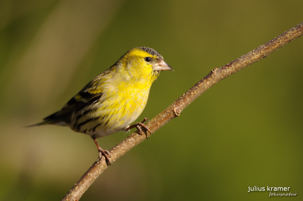 Erlenzeisig (Carduelis spinus)