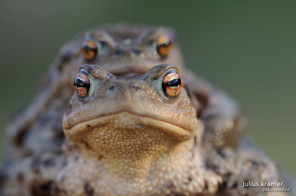 Erdkröten (Bufo bufo)