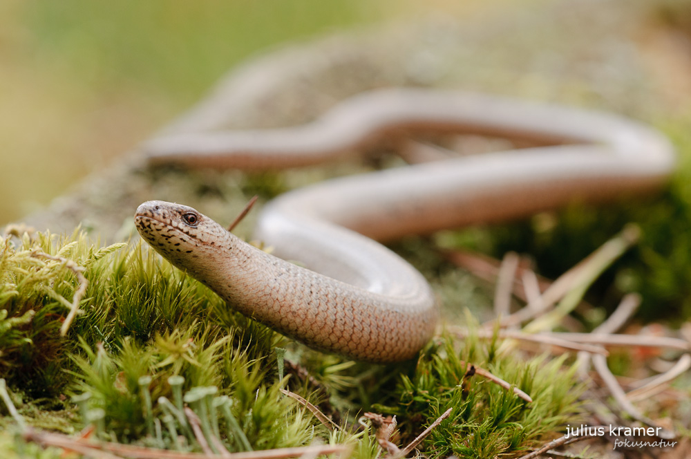 Blindschleiche (Anguis fragilis)