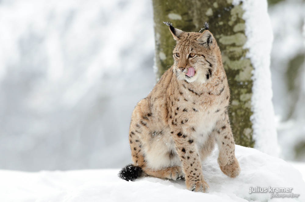 Luchs (Lynx lynx) im Schnee