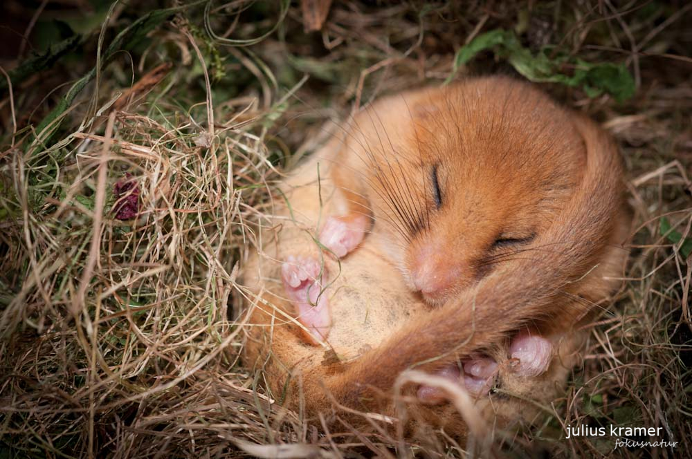 Haselmaus (Muscardinus avellanarius)