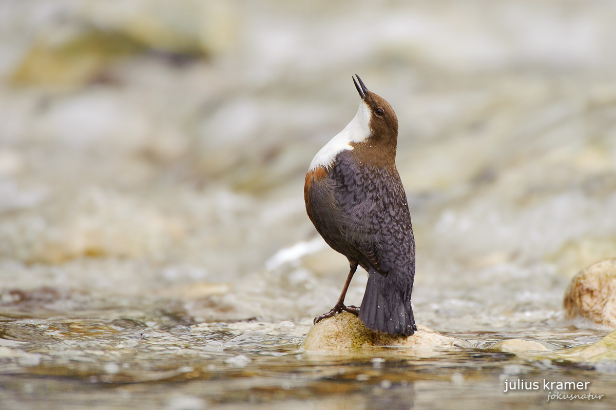 Wasseramsel (Cinclus cinclus)