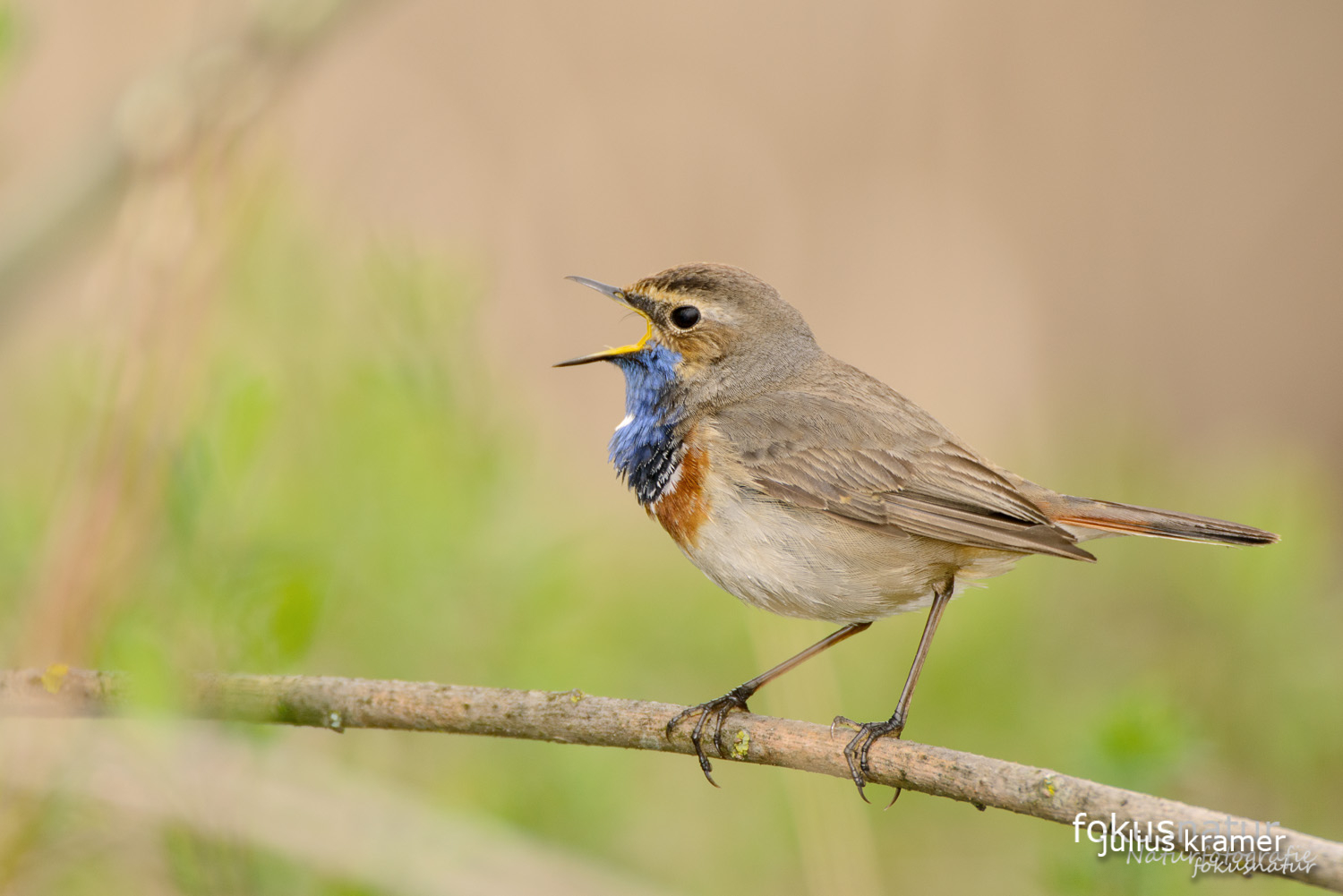 Blaukehlchen (Luscinia svecica)