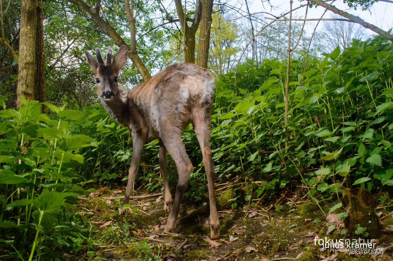 Rehbock (Capreolus capreolus)