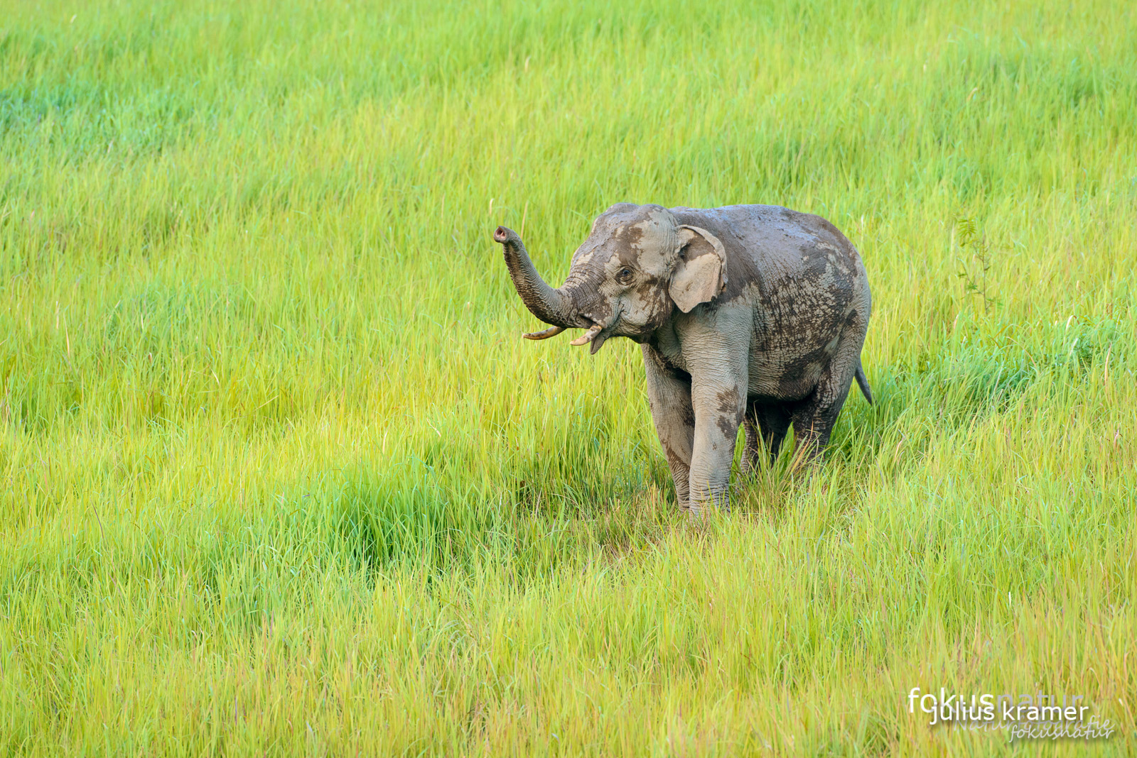 Asiatischer Elefant (Elephas maximus)