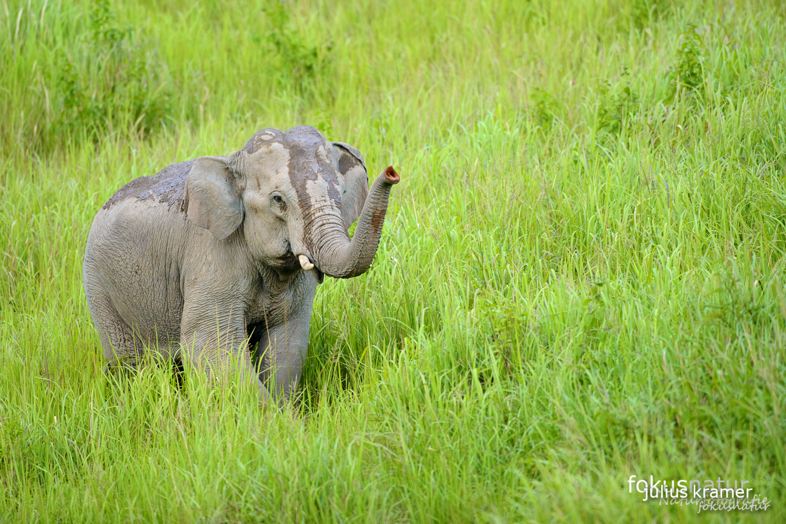 Asiatischer Elefant (Elephas maximus)